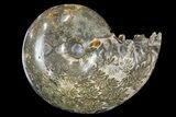 Polished, Agatized Ammonite (Phylloceras?) - Madagascar #149248-1
